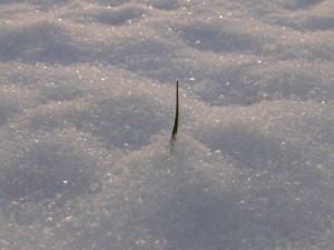 Grass Blade Snow