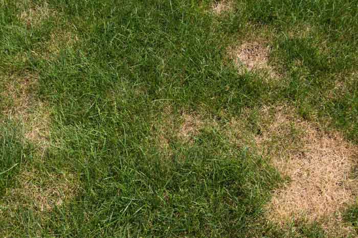 How To Identify And Treat Different Lawn Diseases 